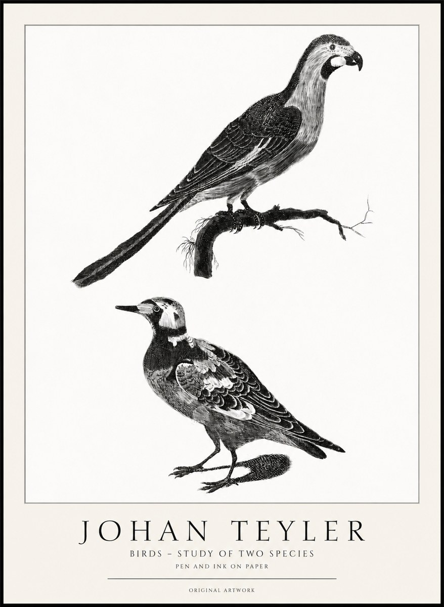 Johan Teyler Birds - Study of Two Species No1 - Poster