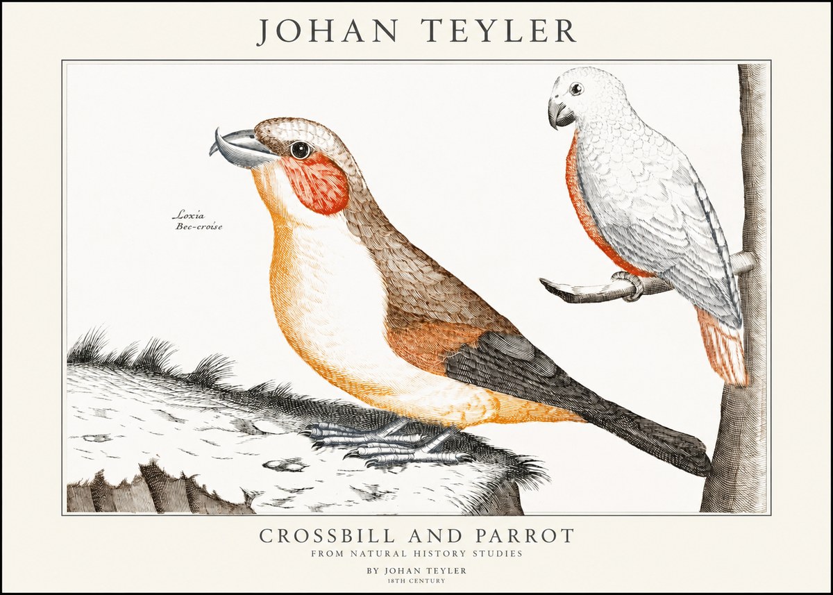 Johan Teyler Crossbill and Parrot No1 - Poster