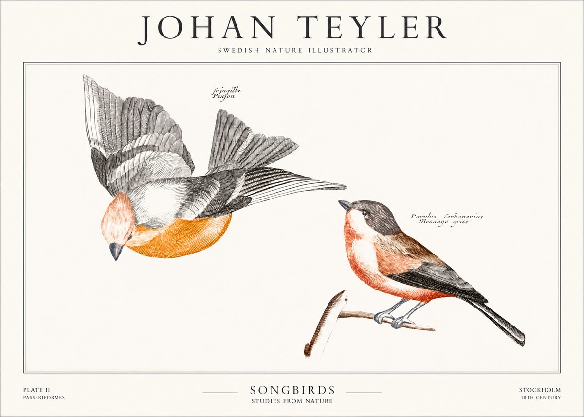 Johan Teyler Songbirds - Plate Ii No1 - Poster