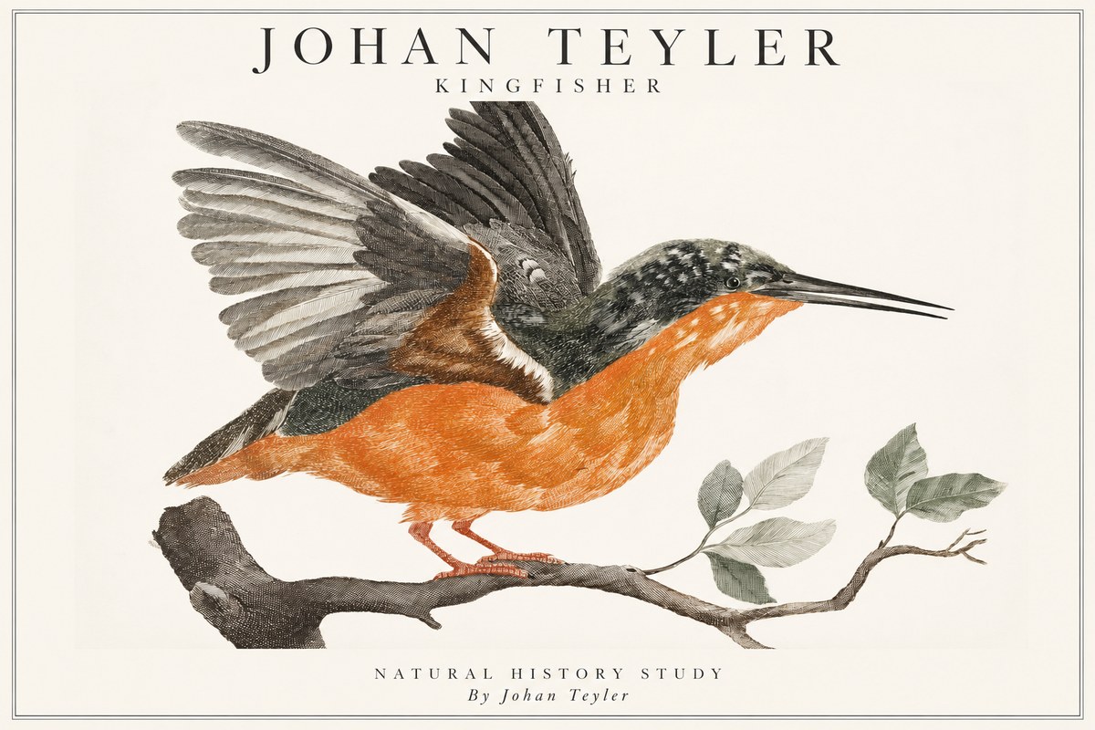 Johan Teyler Kingfisher No1 - Poster