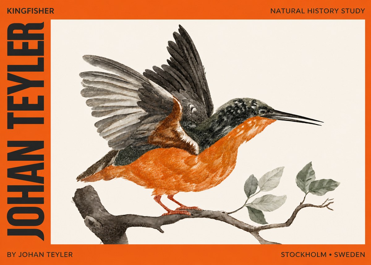 Johan Teyler Kingfisher No2 - Poster
