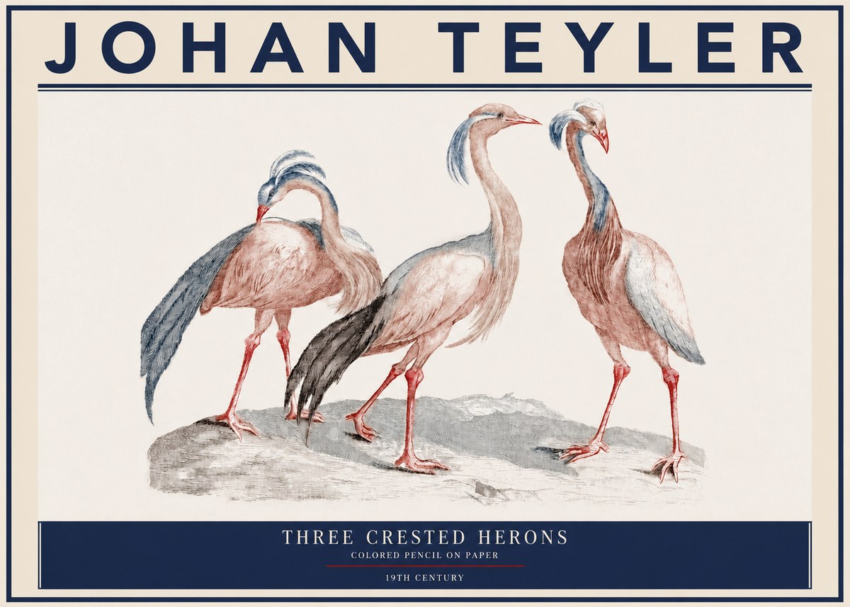 Johan Teyler Three Crested Herons No3 - Poster