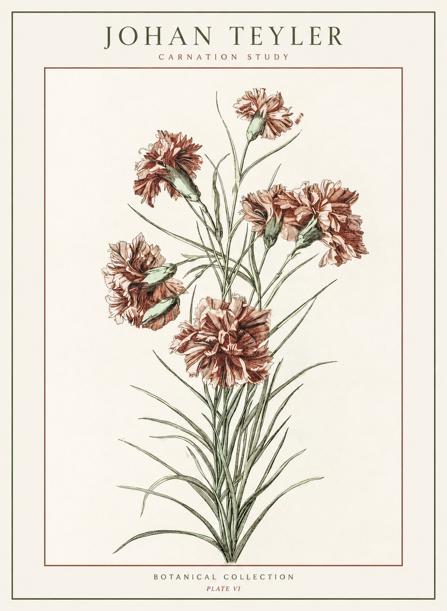 Johan Teyler Carnation Study No1 - Poster