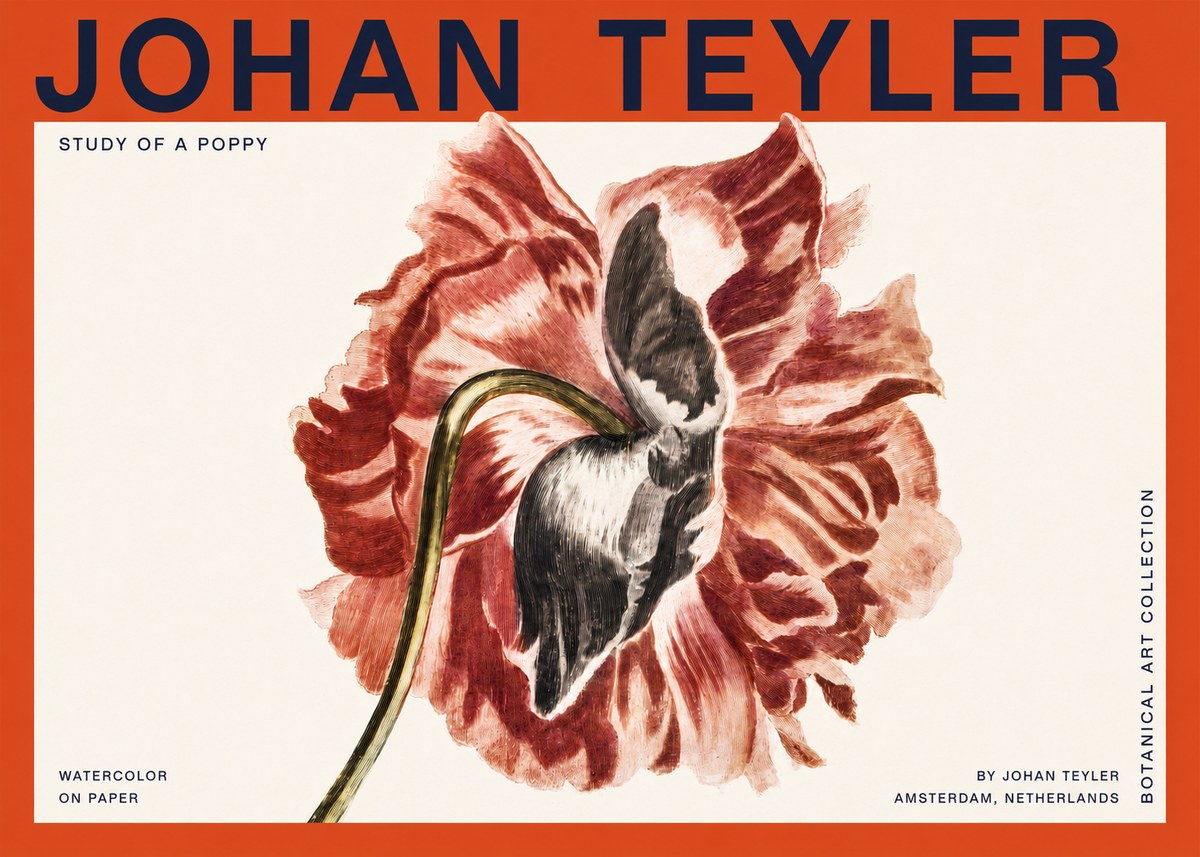 Johan Teyler Study of a Poppy No2 - Poster