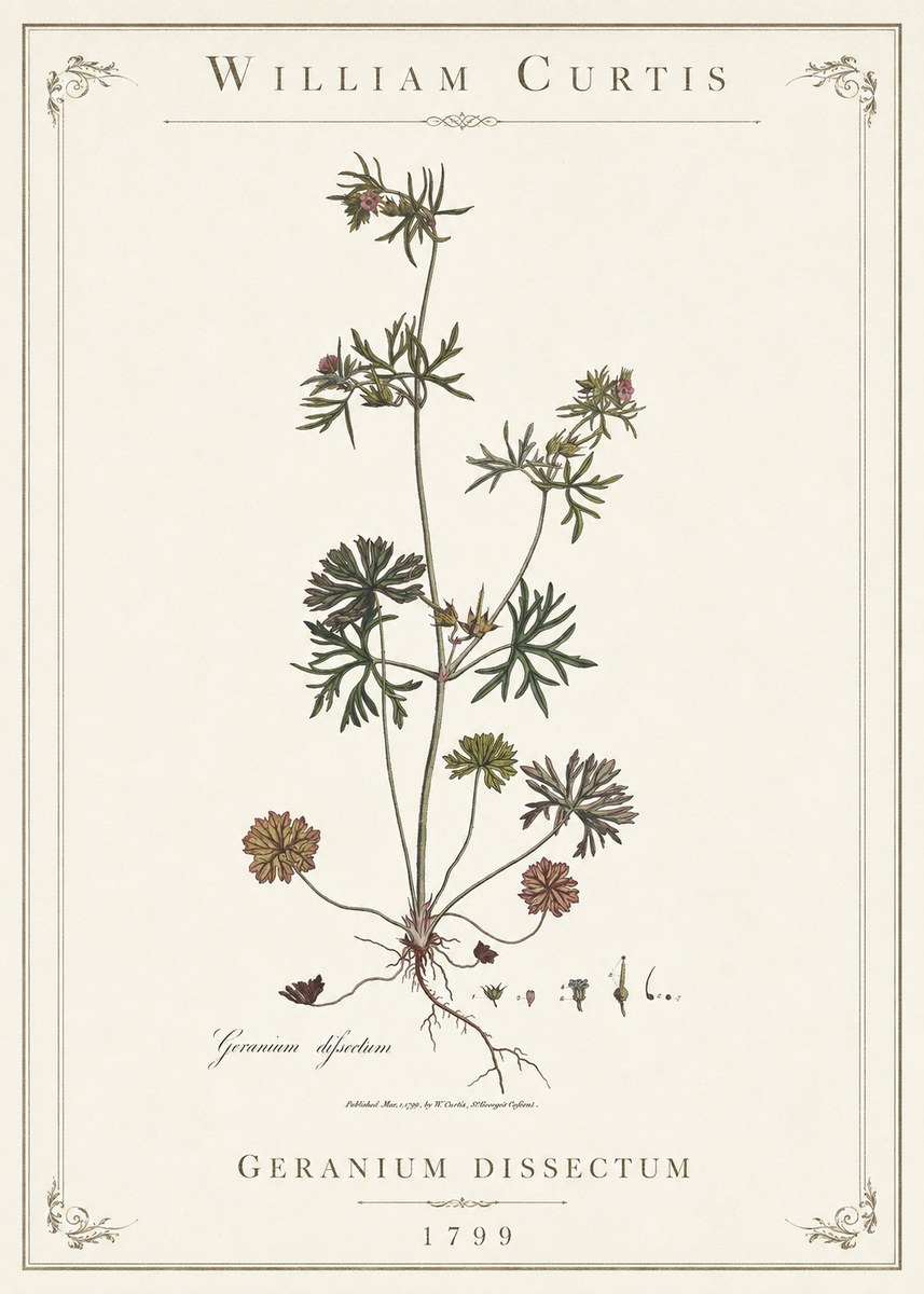 William Curtis Geranium Dissectum I No1 - Poster