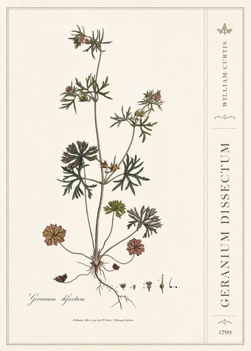 William Curtis Geranium Dissectum I No2 - Poster
