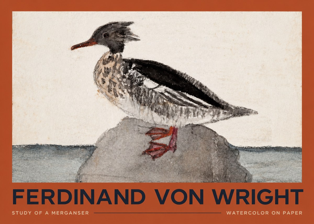 Ferdinand von Wright Study of a Merganser No2 - Poster