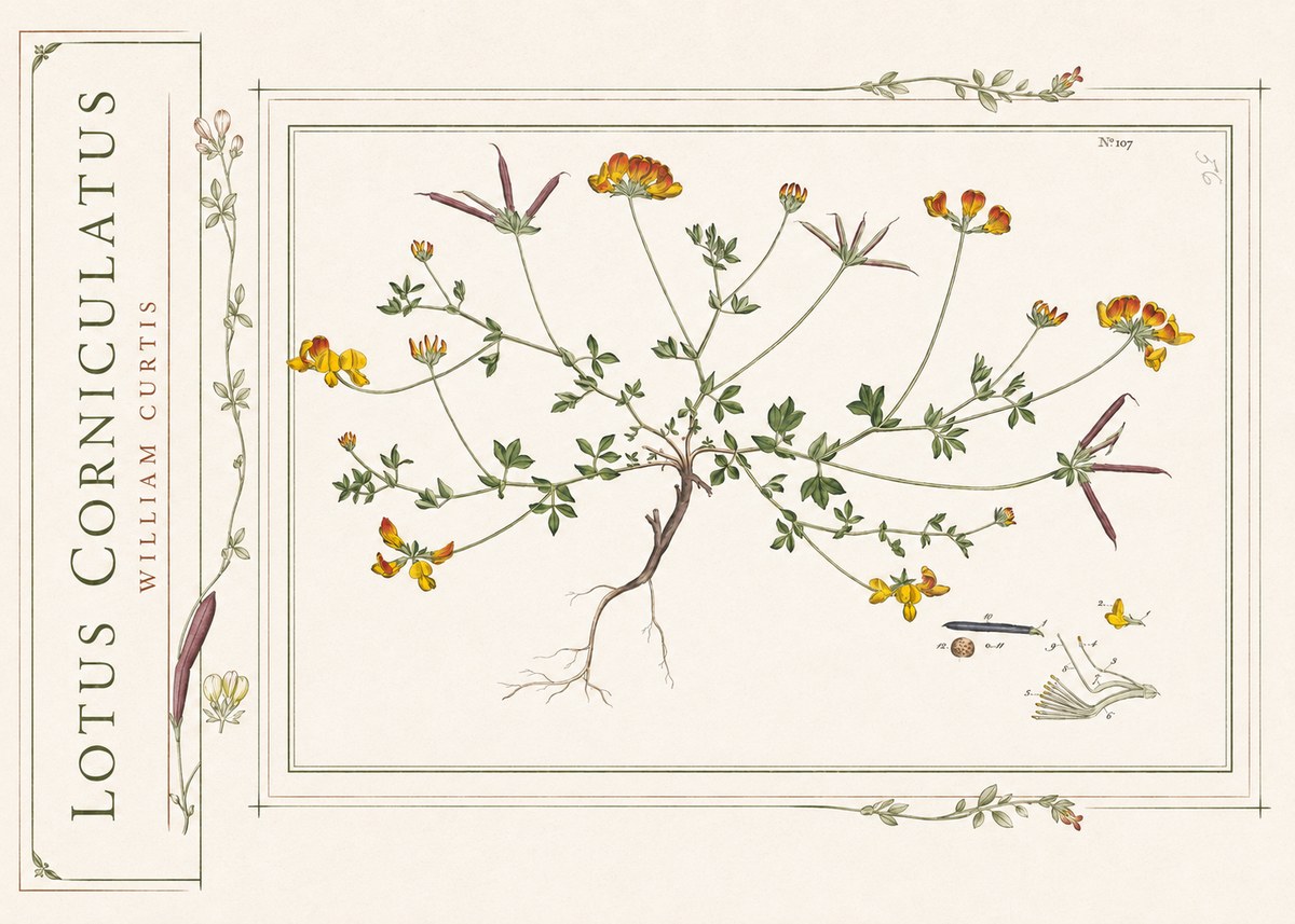 William Curtis Lotus Corniculatus I No2 - Poster