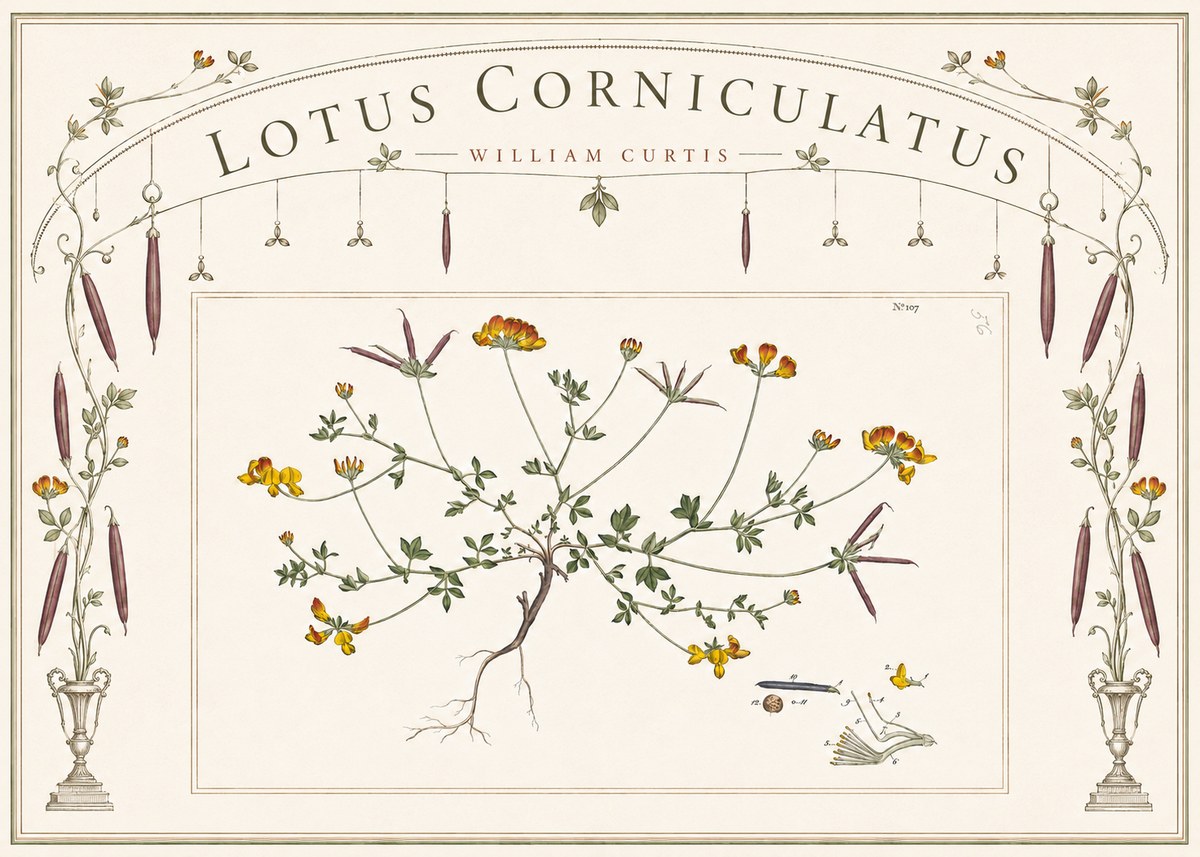 William Curtis Lotus Corniculatus I No6 - Poster