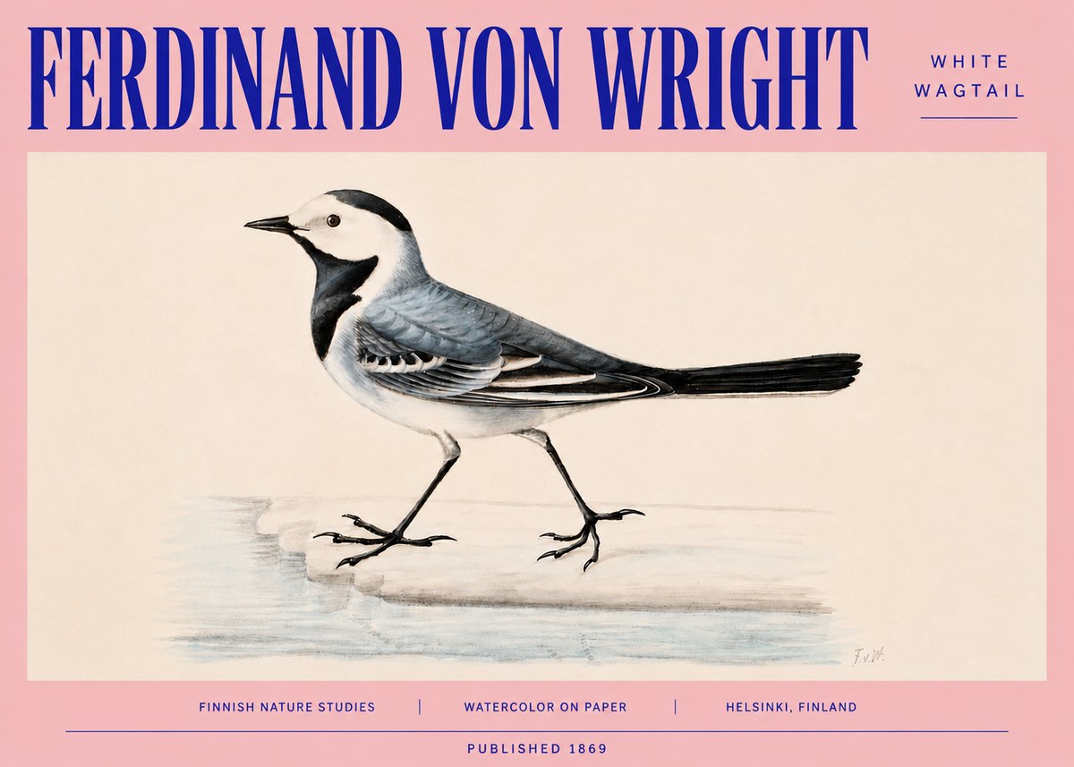 Ferdinand von Wright White Wagtail No4 - Poster