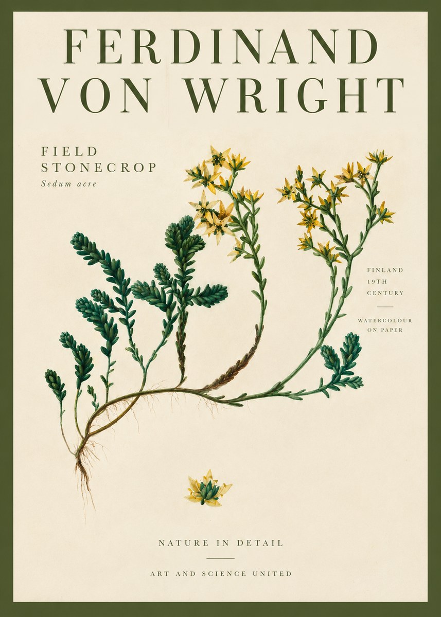 Ferdinand von Wright Botanical Study No4 - Poster