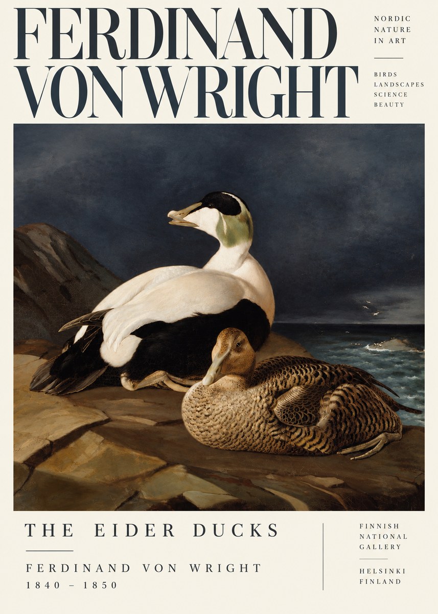 Ferdinand von Wright Eiders on a Rocky Shore No5 - Poster