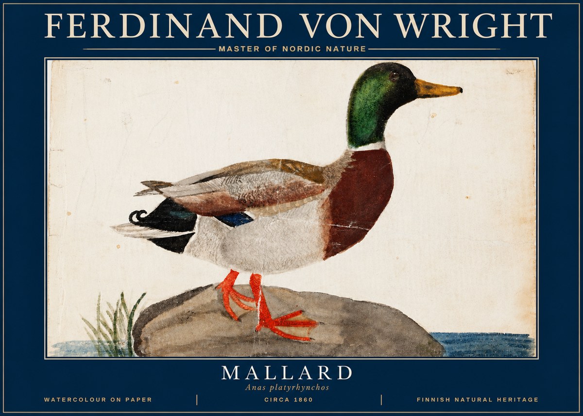 Ferdinand von Wright Mallard (Anas Platyrhynchos) No4 - Poster