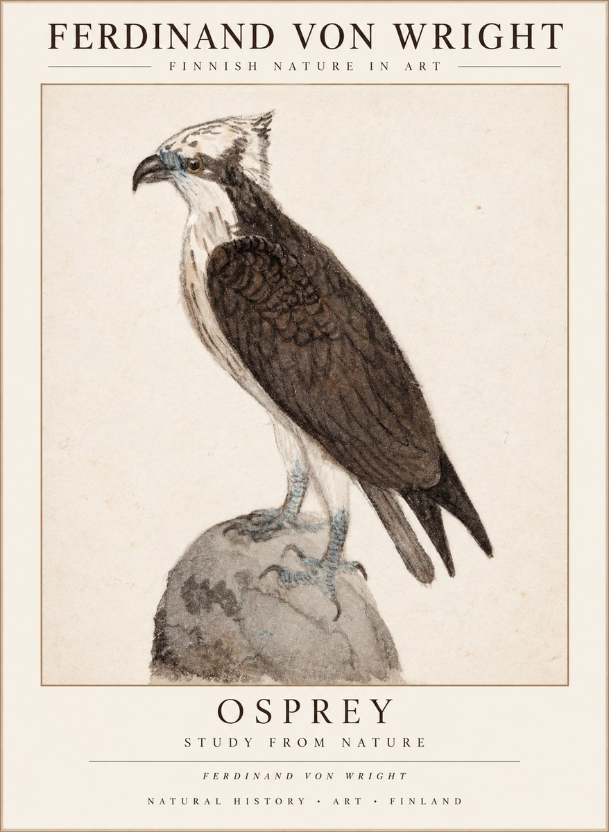 Ferdinand von Wright Osprey No3 - Poster