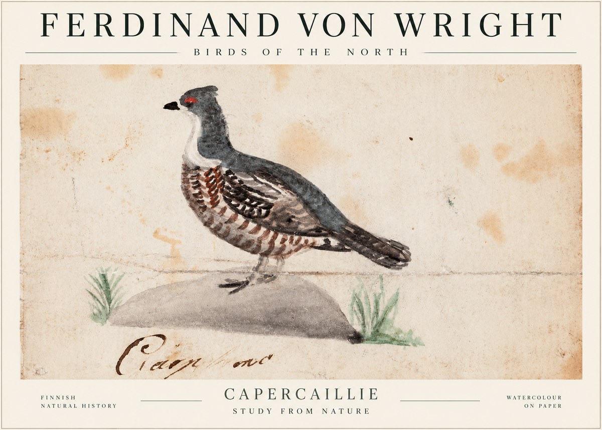 Ferdinand von Wright Grouse No2 - Poster