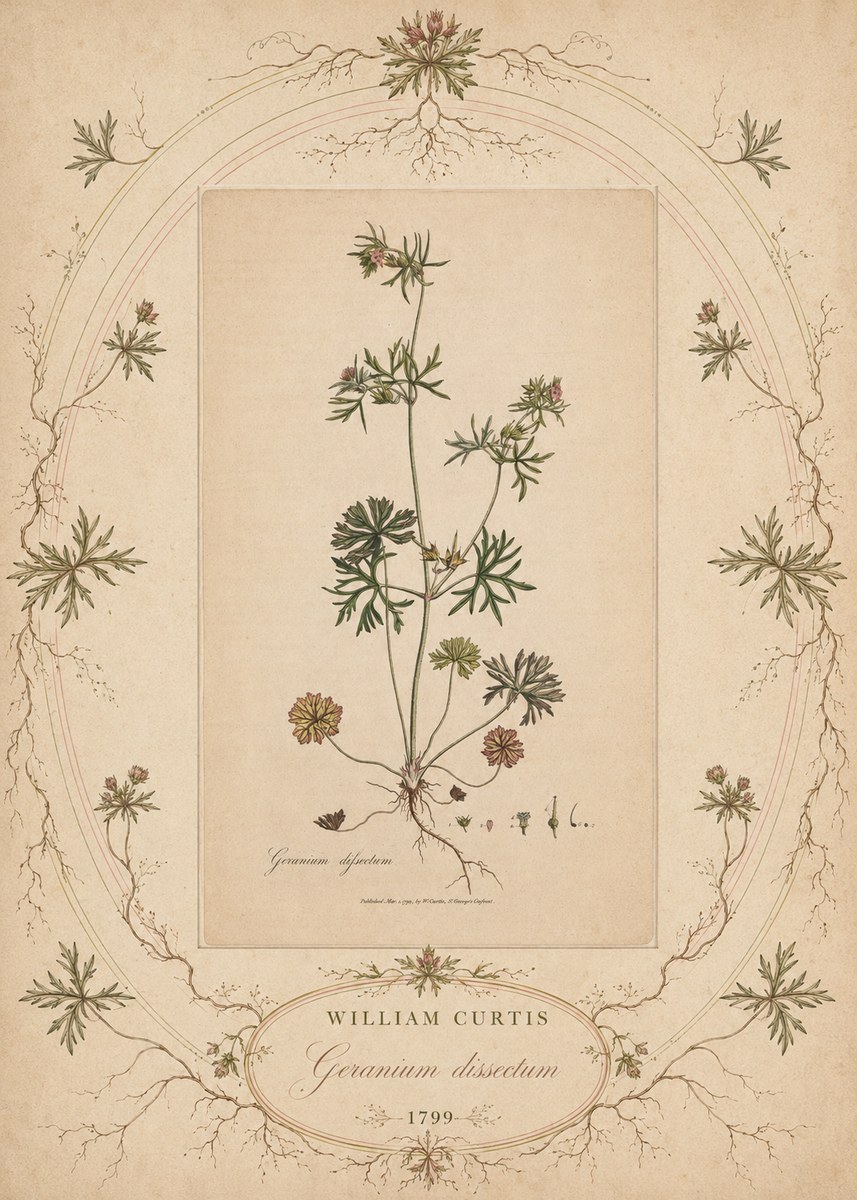 William Curtis Geranium Dissectum II No5 - Poster