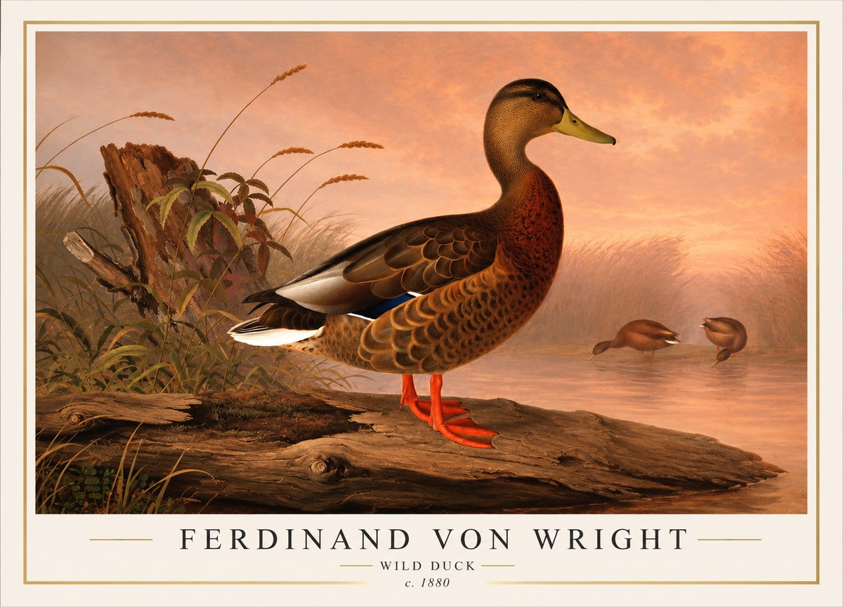 Ferdinand von Wright Wild Duck No1 - Poster